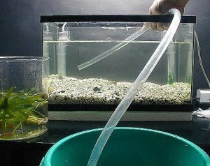 Как часто менять воду в аквариуме