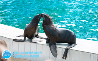 Развлечения в Крыму в дельфинарии