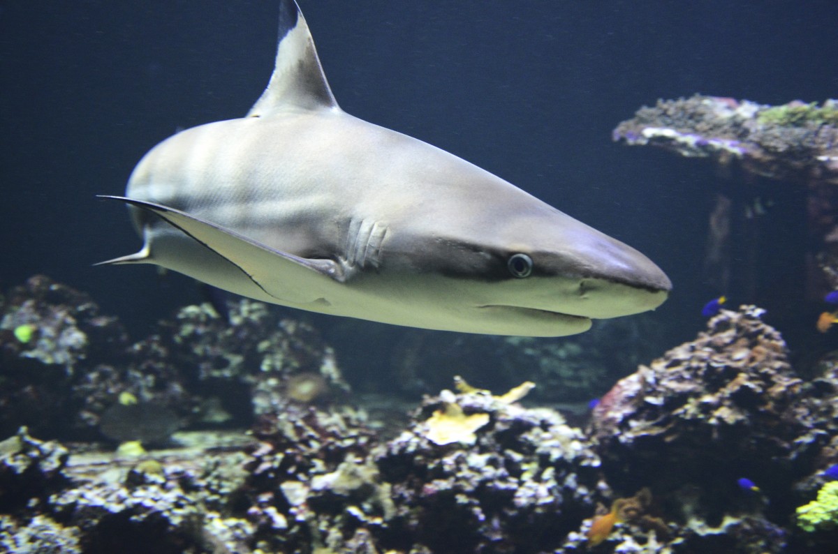 Где можно увидеть акулу в Крыму фото
